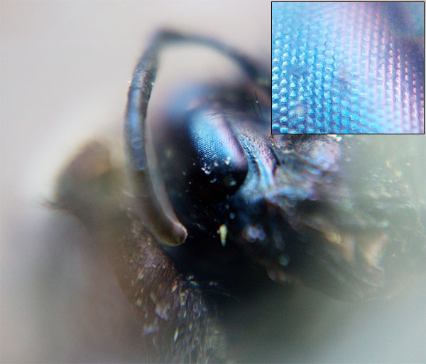 Close-up of a bee's eye. The unfortunate bee drowned in a pool of water in the garden.