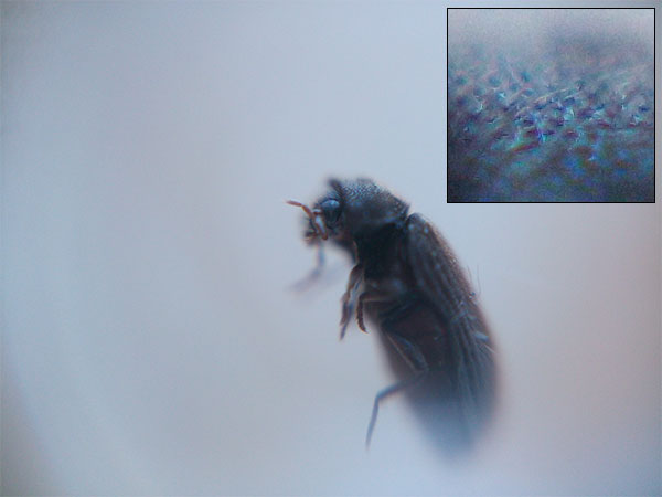 Unidentified beatle found on window ledge.