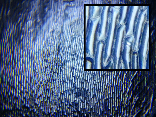 view of onion skin cells