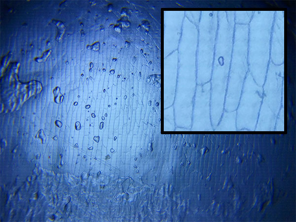 Photograph of onion skin taken using stand (full resolution inset).